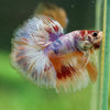 Galaxy/Candy Koi Halfmoon - 14 weeks old