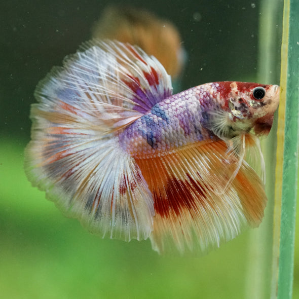Galaxy/Candy Koi Halfmoon - 14 weeks old