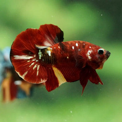 Multicolor/Galaxy Koi Plakat -16 weeks Old