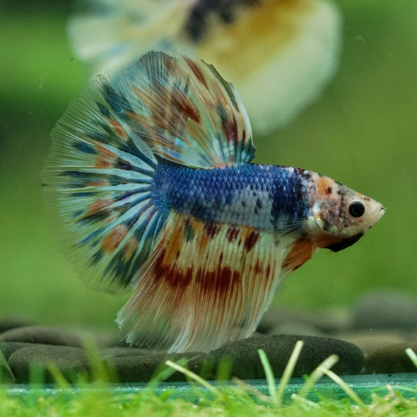 Galaxy/Candy Koi Halfmoon - 11 weeks old