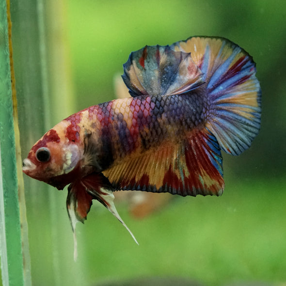 Multicolor/Galaxy Koi Plakat -11 weeks Old