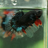Black Base Galaxy/Candy Koi Halfmoon - 14 weeks old