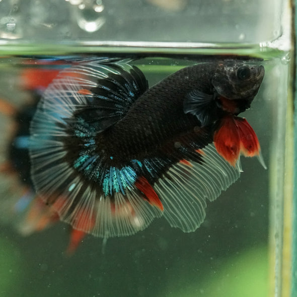 Black Base Galaxy/Candy Koi Halfmoon - 14 weeks old
