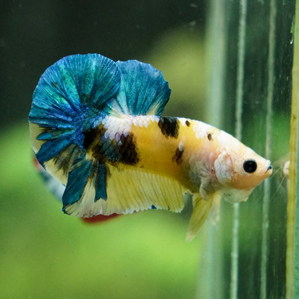Multicolor/Galaxy Koi Plakat -16 weeks Old