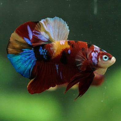 Multicolor/Galaxy Koi Plakat -16 weeks Old