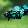 Black Koi Galaxy Plakat (Avatar) -13 weeks Old