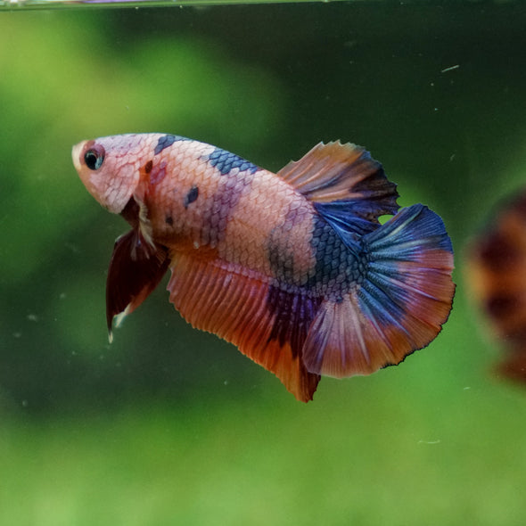 Multicolor/Galaxy Koi Plakat -13 weeks Old