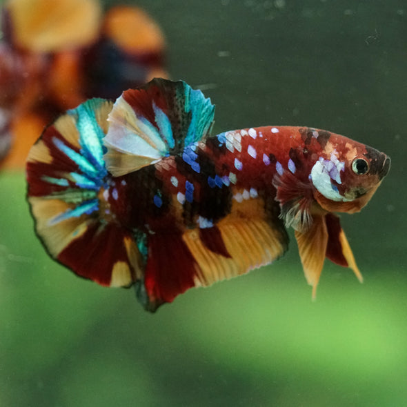 Multicolor/Galaxy Koi Plakat -16 weeks Old