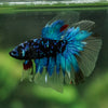 Black Base Galaxy Koi Halfmoon (Avatar) - 14 weeks old