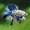 Galaxy/Candy Koi Halfmoon - 14 weeks old