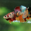 Multicolor/Galaxy Koi Plakat -16 weeks Old