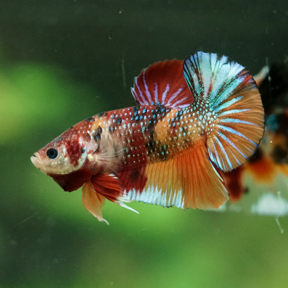 Multicolor/Galaxy Koi Plakat -16 weeks Old