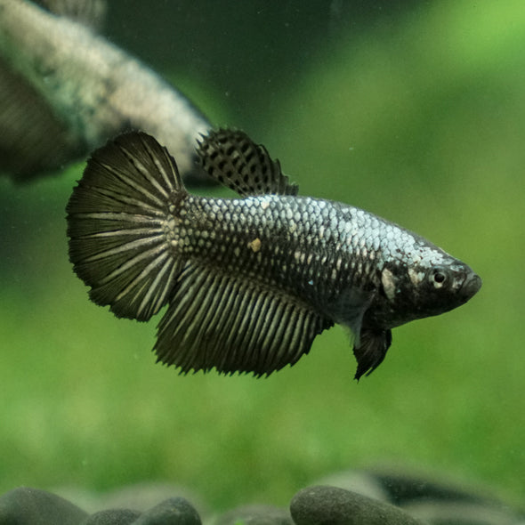 Dragon Halfmoon - Female