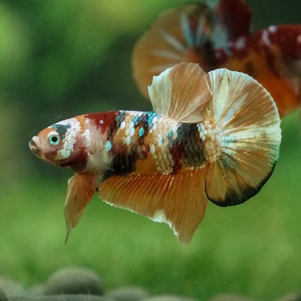 Multicolor/Galaxy Koi Plakat -13 weeks Old