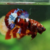 Multicolor/Galaxy Koi Plakat -16 weeks Old