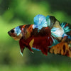 Multicolor/Galaxy Koi Plakat -16 weeks Old