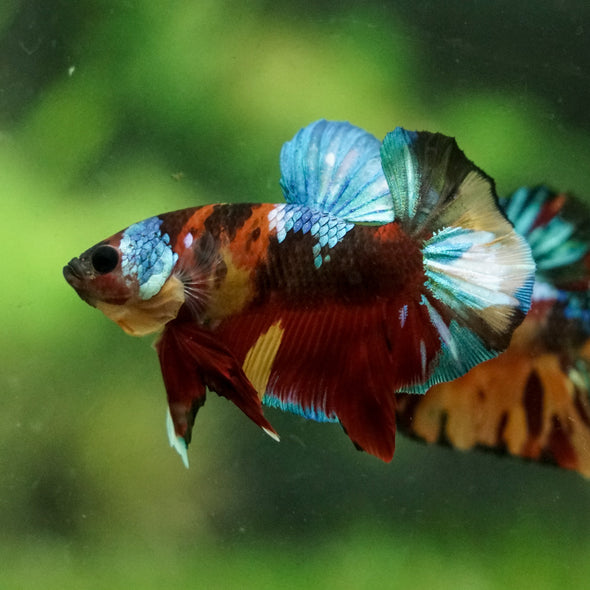 Multicolor/Galaxy Koi Plakat -16 weeks Old