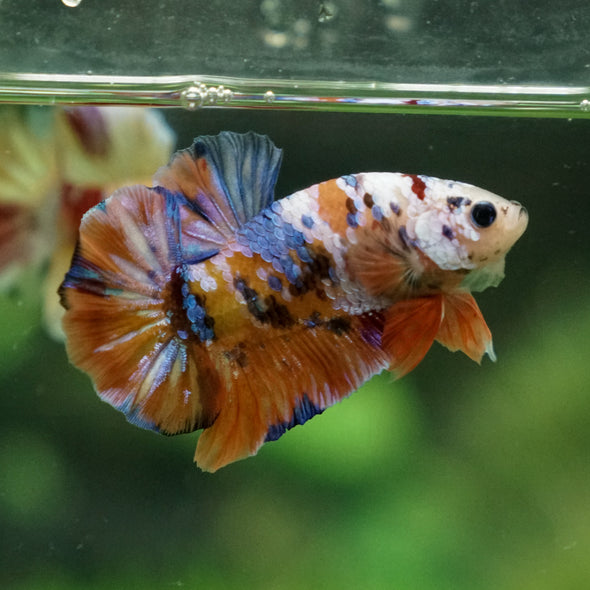 Multicolor/Galaxy Koi Plakat -13 weeks Old