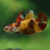 Multicolor/ Galaxy Koi Plakat- Female- 13 Weeks Old