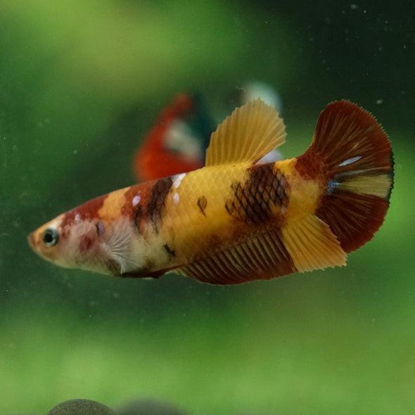 Multicolor/ Galaxy Koi Plakat- Female- 13 Weeks Old