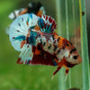 Multicolor/Galaxy Koi Plakat -16 weeks Old