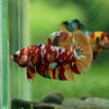 Multicolor/Galaxy Koi Plakat -13 weeks Old