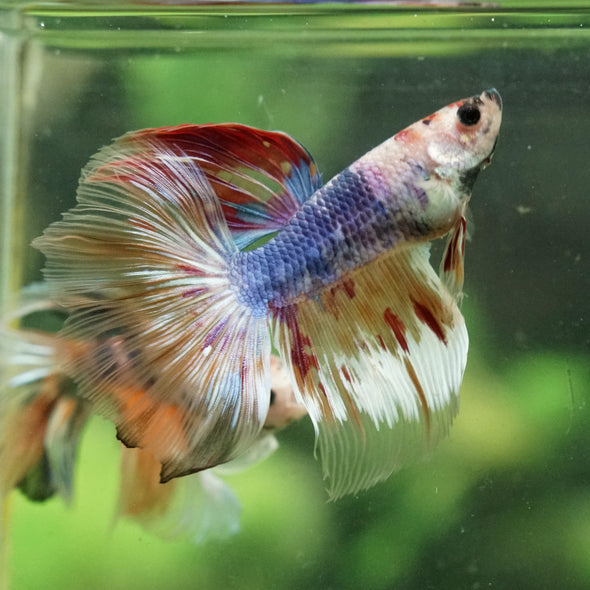 Galaxy/Candy Koi Halfmoon - 14 weeks old