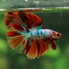 Galaxy/Candy Koi Halfmoon - 14 weeks old