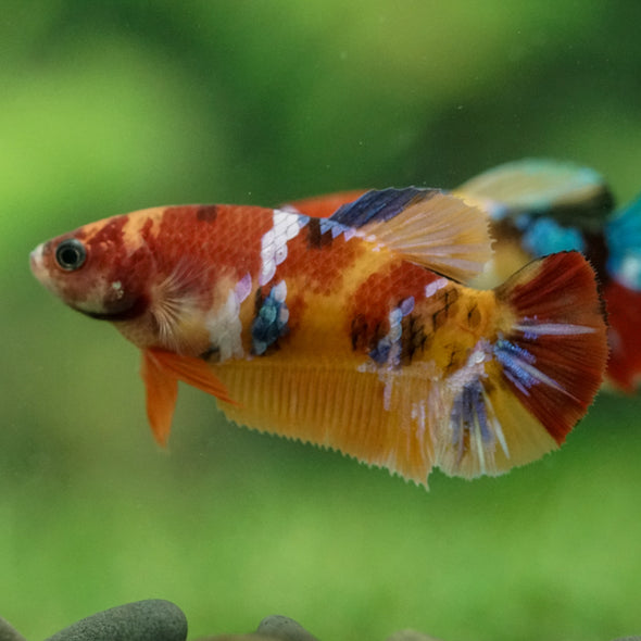 Multicolor/ Galaxy Koi Plakat- Female- 13 Weeks Old