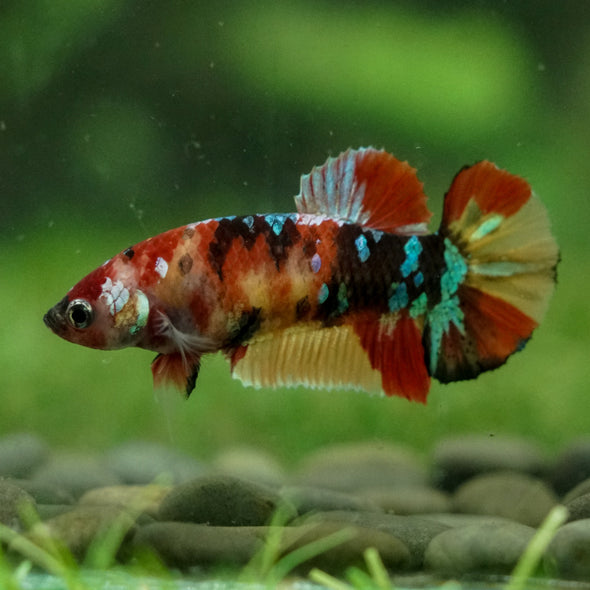 Multicolor/ Galaxy Koi Plakat- Female- 13 Weeks Old