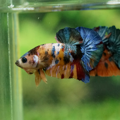 Multicolor/Galaxy Koi Plakat -13 weeks Old