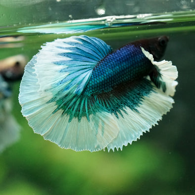 Dumbo Halfmoon - 11 weeks old