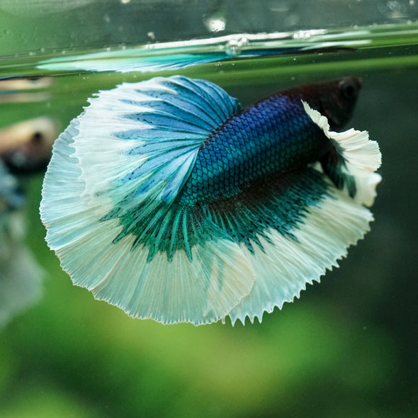 Dumbo Halfmoon - 11 weeks old