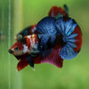 Multicolor/Galaxy Koi Plakat -16 weeks Old