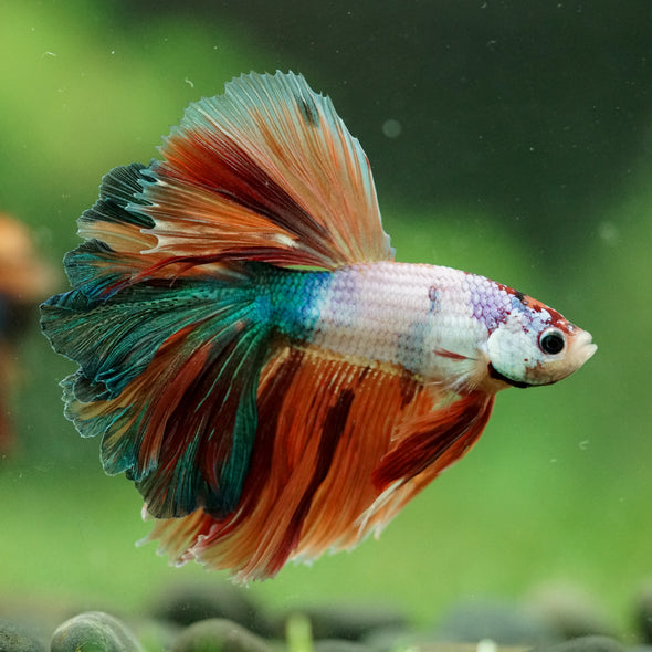 Galaxy/Candy Koi Halfmoon - 14 weeks old