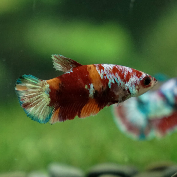 Multicolor/ Galaxy Koi Plakat- Female- 13 Weeks Old