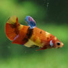 Multicolor/ Galaxy Koi Plakat- Female- 13 Weeks Old