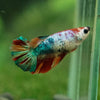 Multicolor/ Galaxy Koi Halfmoon- Female- 13 Weeks Old