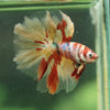 Galaxy/Candy Koi Halfmoon - 14 weeks old