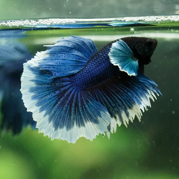 Dumbo Halfmoon - 12 weeks old