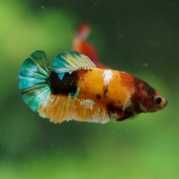 Multicolor/ Galaxy Koi Plakat- Female- 13 Weeks Old