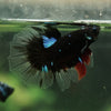 Black Base Galaxy Koi Halfmoon (Avatar) - 14 weeks old