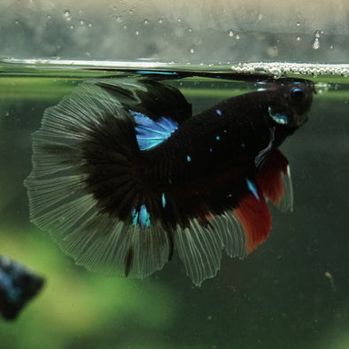 Black Base Galaxy Koi Halfmoon (Avatar) - 14 weeks old