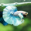 Dumbo Halfmoon - 10 weeks old