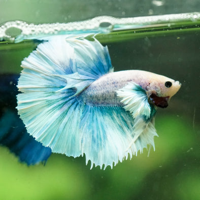 Dumbo Halfmoon - 10 weeks old