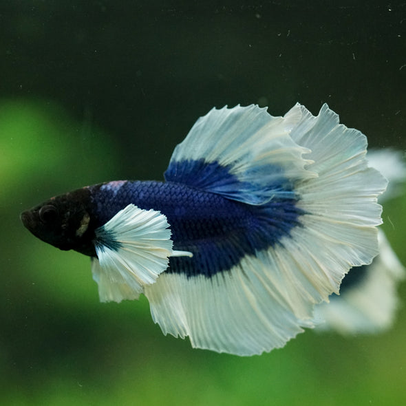Dumbo Halfmoon - 12 weeks old