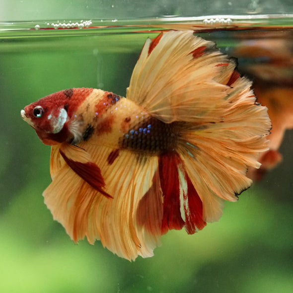 Galaxy/Candy Koi Halfmoon - 14 weeks old