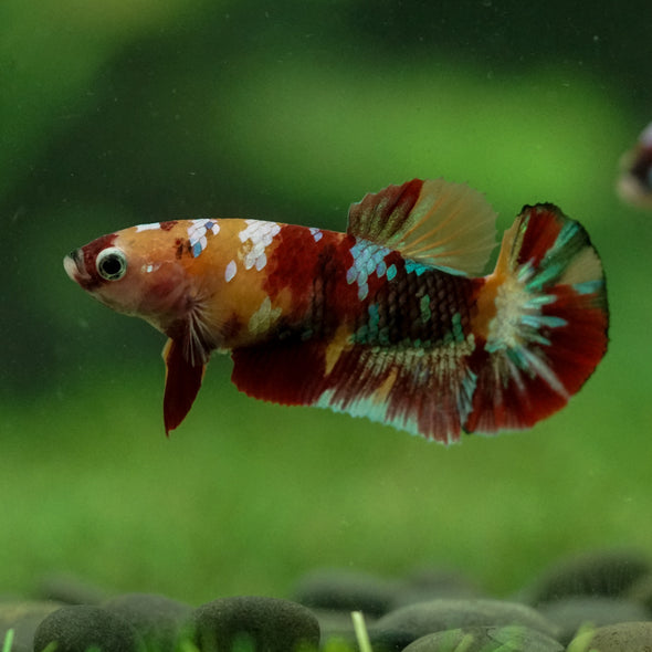 Multicolor/ Galaxy Koi Plakat- Female- 13 Weeks Old