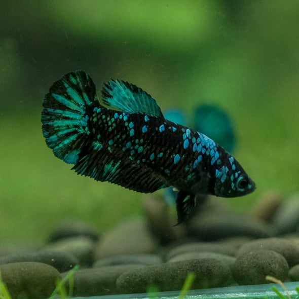 Black Galaxy Koi Plakat (Avatar) - Female- 13 Weeks Old