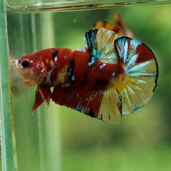 Multicolor/Galaxy Koi Plakat -13 weeks Old